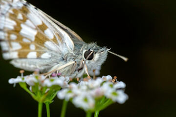 Macro Photography of Moth on Twig of Plant.