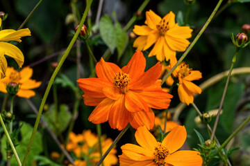 Orange cosmos flower with New England Aster in background. They are herbaceous perennial plants or annual plants.  The flowers have a ring of broad ray florets and a center of disc florets.