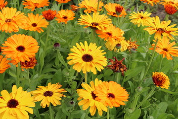 multicolored marigolds