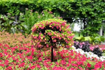 Million bells topiary montreal garden