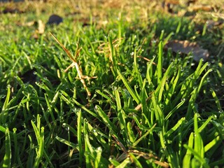 green grass in the morning