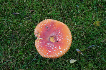 Roter Fliegenpilz mit weißen Punkten auf grünem Gras.