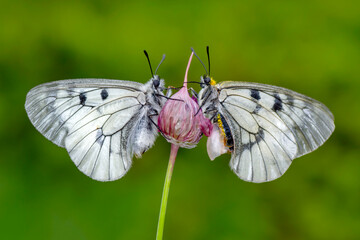 Macro shots, Beautiful nature scene. Closeup beautiful butterfly sitting on the flower in a summer garden.