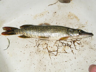 freshwater predator the pike