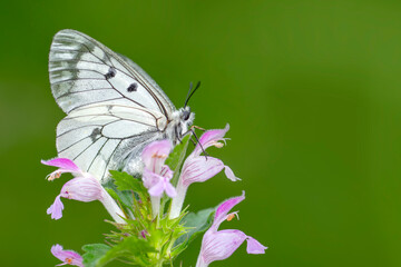 Macro shots, Beautiful nature scene. Closeup beautiful butterfly sitting on the flower in a summer garden.