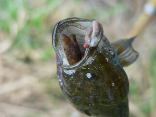 freshwater predator on a hook with a frog's foot