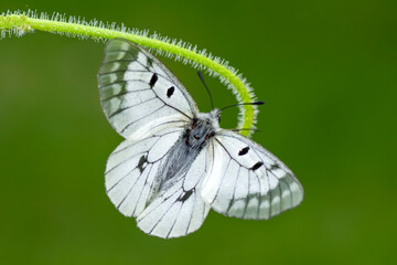 Macro shots, Beautiful nature scene. Closeup beautiful butterfly sitting on the flower in a summer garden.