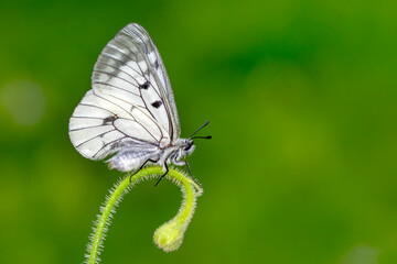 Macro shots, Beautiful nature scene. Closeup beautiful butterfly sitting on the flower in a summer garden.