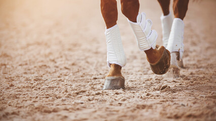 The graceful legs of a running bay horse with shod hooves that trots through a sandy arena....