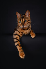 Portrait of a lying black spotted tabby Bengal cat, with his paw hanging over the side, looking down, isolated on black background