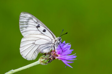 Macro shots, Beautiful nature scene. Closeup beautiful butterfly sitting on the flower in a summer garden.