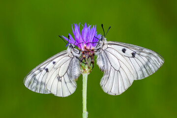 Macro shots, Beautiful nature scene. Closeup beautiful butterfly sitting on the flower in a summer garden.