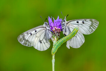Macro shots, Beautiful nature scene. Closeup beautiful butterfly sitting on the flower in a summer garden.