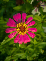 Fototapeta premium pink and white flower