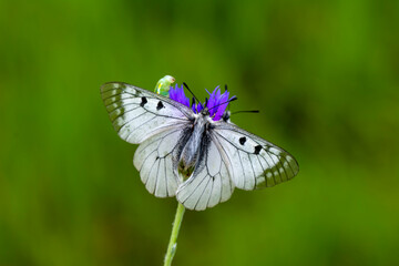 Macro shots, Beautiful nature scene. Closeup beautiful butterfly sitting on the flower in a summer garden.
