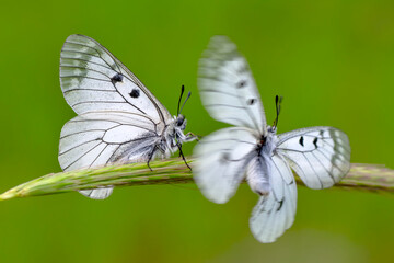 Macro shots, Beautiful nature scene. Closeup beautiful butterfly sitting on the flower in a summer garden.