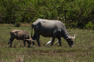 Obraz premium Water buffalo and calf