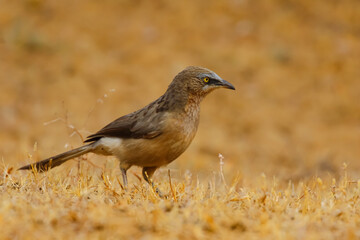 Fototapeta premium A large grey babbler siting on the ground with blur background 