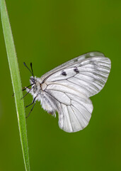 Macro shots, Beautiful nature scene. Closeup beautiful butterfly sitting on the flower in a summer garden.