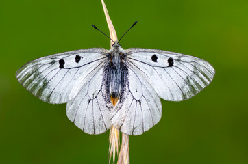 Macro shots, Beautiful nature scene. Closeup beautiful butterfly sitting on the flower in a summer garden.