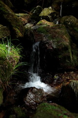 日本の森林を流れる渓流域の清流
