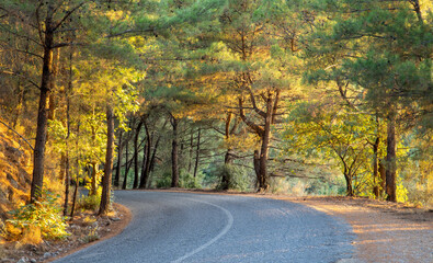Naklejka na ściany i meble Road in autumn forest. A road through woodland in sunset time, Dilek Peninsula National Park in Turkey, 