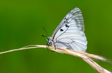 Macro shots, Beautiful nature scene. Closeup beautiful butterfly sitting on the flower in a summer garden.