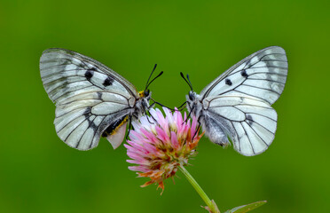 Macro shots, Beautiful nature scene. Closeup beautiful butterfly sitting on the flower in a summer garden.