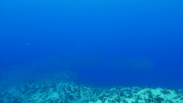 sarda striped bonito fish school underwater blue ocean scenery patroling in schools attack chasing and hunting the silversides