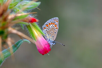 Macro shots, Beautiful nature scene. Closeup beautiful butterfly sitting on the flower in a summer garden.