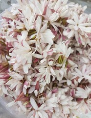 Close up of pinkish and white celebrational jasmine flowers