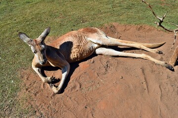  Very muscular wild red kangaroo lying on the ground