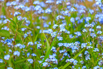 a meadow full with forget-me-not blossoms and nettle plants, Plothen, Thuringia, Germany