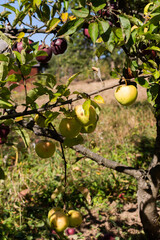 Fresh organic natural red and white apples on a branch in the autumn garden