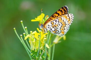 Macro shots, Beautiful nature scene. Closeup beautiful butterfly sitting on the flower in a summer garden.