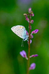 Macro shots, Beautiful nature scene. Closeup beautiful butterfly sitting on the flower in a summer garden.