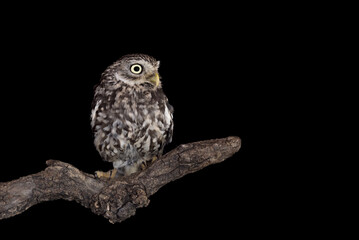 Wonderful portrait of little owl on branch  (Athene noctua)