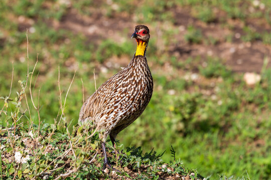 Gelbkehlfrankolin im Tarangire-Nationalpark im Norden Tansanias