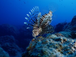 lionfish  underwater invasive fish underwater mediterranean sea ocean scenery