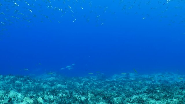 sarda striped bonito fish school underwater blue ocean scenery patroling in schools attack chasing and hunting the silversides
