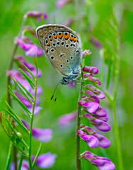 Macro shots, Beautiful nature scene. Closeup beautiful butterfly sitting on the flower in a summer garden.