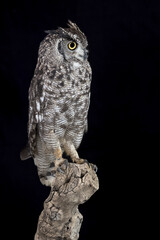 Wonderful portrait of Great horned owl in the dark (Bubo virginianus)