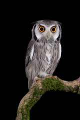 Face to face with the northern white-faced owl (Ptilopsis leucotis)