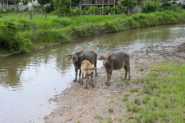 Thai buffalo stained near the river with mountain background,funny animal,Buffalo in the countryside thailand