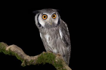 Night portrait for the northern white-faced owl (Ptilopsis leucotis)