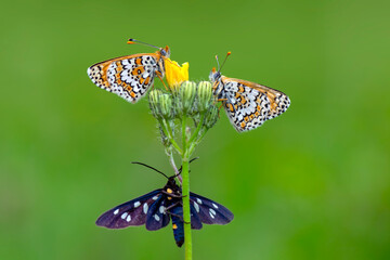 Macro shots, Beautiful nature scene. Closeup beautiful butterfly sitting on the flower in a summer garden.