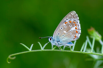 Macro shots, Beautiful nature scene. Closeup beautiful butterfly sitting on the flower in a summer garden.