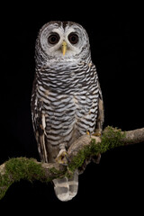Fine art portrait of Rufous-legged owl (Strix rufipes)