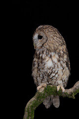 The tawny owl also know as Brown owl (Strix aluco) 