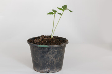 Seedling Cucumber  In pots  on white background